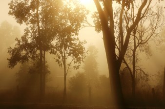 Light Breaking Through Trees